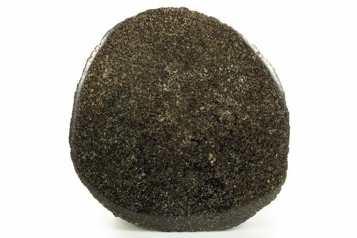 Polished Iguanodon Vertebra End-Cut - Isle Of Wight #316859